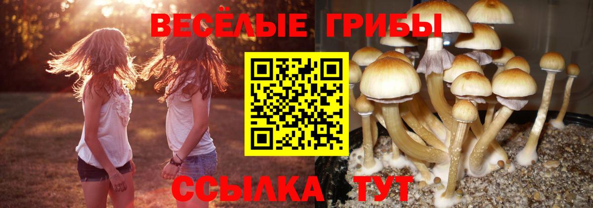 Новозыбков  купить наркоту  Галлюциногенные грибы GOLDEN TEACHER  Вход с VPN  Галлюциногенные грибы мухоморы 